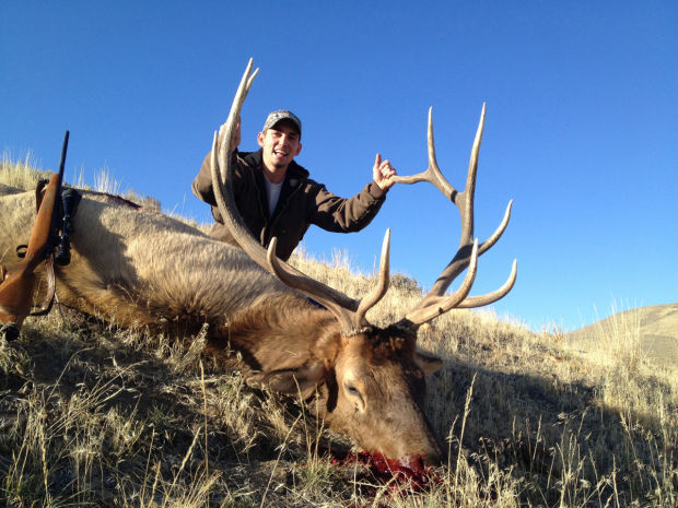 Bull Elk
